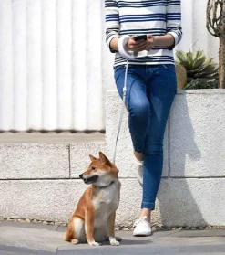 Einziehbare, wiederaufladbare LED-Hundeleine – beleuchtete Haustierleine