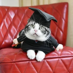 Haustier-Professor-Kostüm – Süßes Tierlehrer-Outfit