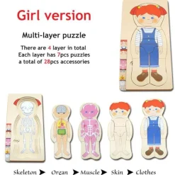 Interaktives Anatomiemodell - Pädagogisches Spielzeug für den menschlichen Körper