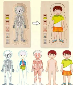 Interaktives Anatomiemodell - Pädagogisches Spielzeug für den menschlichen Körper