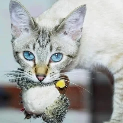 Interaktives Vogel-Katzenspielzeug – Teaser für neugierige Katzen
