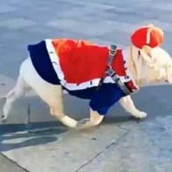 Königskostüm für Haustiere – Entzückendes königliches Outfit für Hunde und Katzen