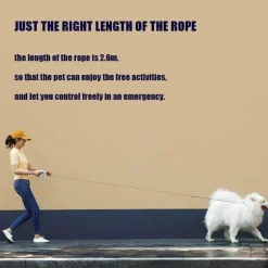 LED-Hundeleine – Leuchtendes Haustierhalsband-Zubehör