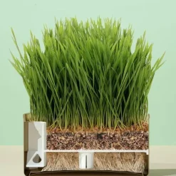 Natürliche Katzengras-Leckerlis - Gesunde Snacks aus der Dose für Katzen