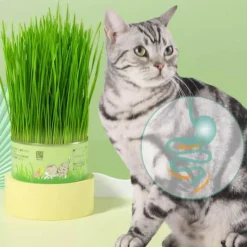 Natürliche Katzengras-Leckerlis - Gesunde Snacks aus der Dose für Katzen