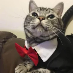 Niedliches Tierkostüm für Haustiere – Entzückendes Outfit für Hunde und Katzen