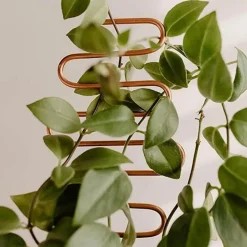 Nordic Climbing Pflanzenständer - Indoor Outdoor Unterstützung für Weinreben