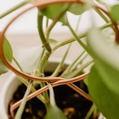 Nordic Climbing Pflanzenständer - Indoor Outdoor Unterstützung für Weinreben