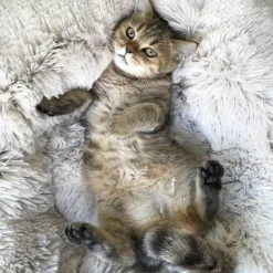 Pet Lounge Sitzsackbett – Weiches, bequemes Haustiermöbel