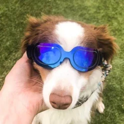 Reithelm für Haustiere – Stilvolle Sicherheitsausrüstung für Haustiere