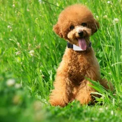 Wasserdichtes GPS-Tracker-Halsband für Haustiere – Standort-Tracker für Hunde und Katzen